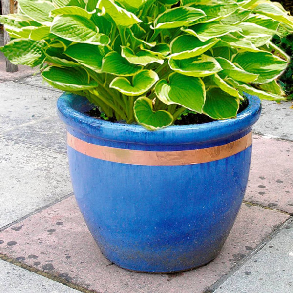 Buy Copper Slug Tape Online - Green plants & flowering plants Buy Copper Slug Tape Online - Green plants & flowering plants