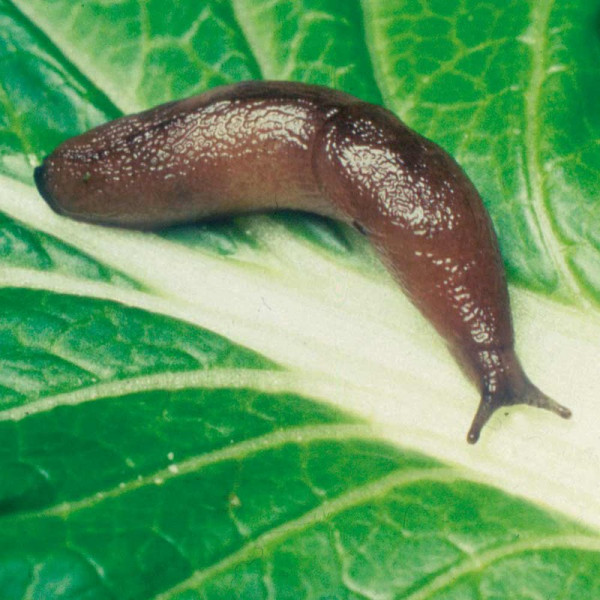 Buy Nematode Slug Killer 40m² (4 introductions, 6 weeks apart) Online - Green plants & flowering plants