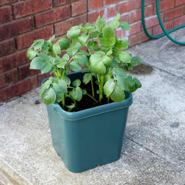 Potato Pots Pack of 3