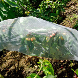 Fruit Tree Sleeves