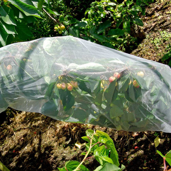 Buy Fruit Tree Sleeves Online - Green plants & flowering plants