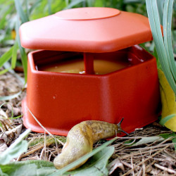 Portable Slug & Snail Trap