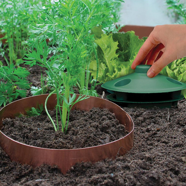 Buy Copper Slug And Snail Band Online - Green plants & flowering plants