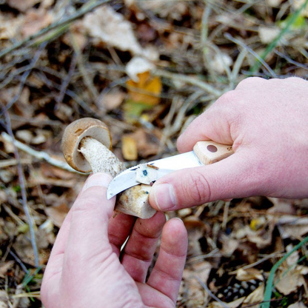 Buy Mushroom Knife Online - Green plants & flowering plants