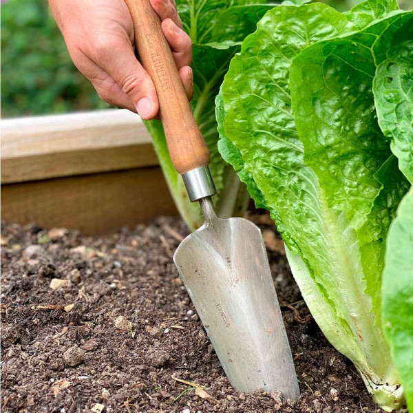 Buy Flowerbed Trowel with 22cm Cherry Handle Online - Green plants & flowering plants