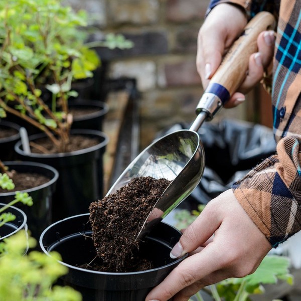 Buy Stainless Steel Scoop Online - Green plants & flowering plants