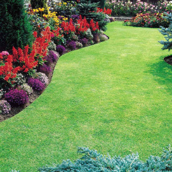 Buy Premium Lawn Seed 20kg Online - Green plants & flowering plants
