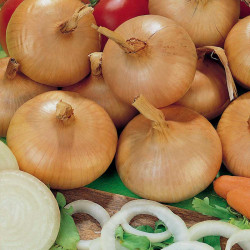 Onion Sets Stuttgarter
