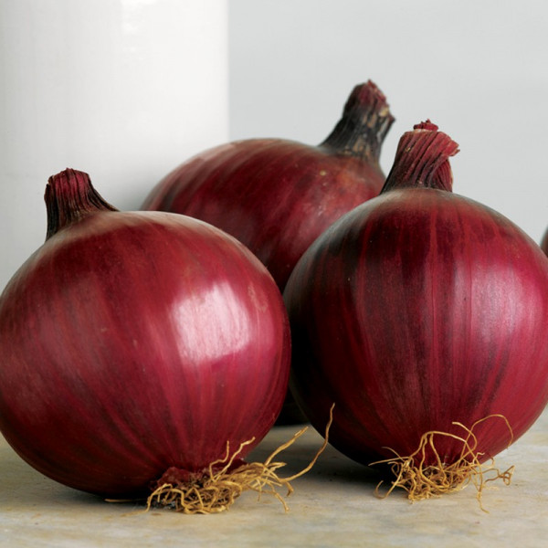 Buy Onion Sets Red Arrow Online - Green plants & flowering plants