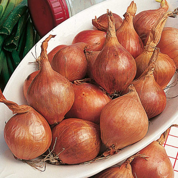Buy Shallots Bulbs Meloine Online - Green plants & flowering plants