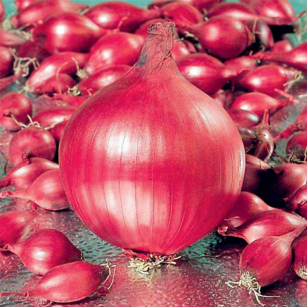 Buy Onion Heat Treated Bulbs Twin Pack Online - Green plants & flowering plants