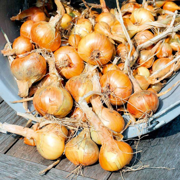 Buy Shallot Bulbs Golden Gourmet Online - Green plants & flowering plants