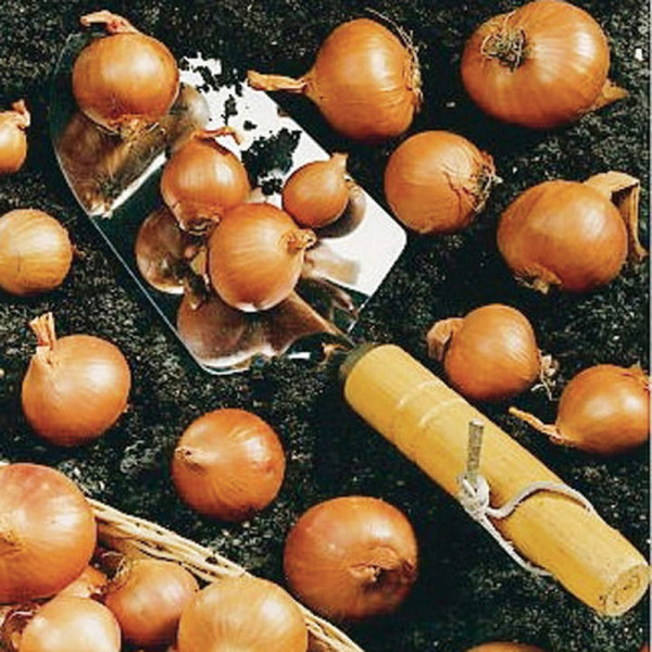 Buy Shallot Bulbs Red Sun Online - Green plants & flowering plants