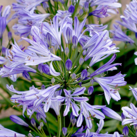 Agapanthus Charlotte