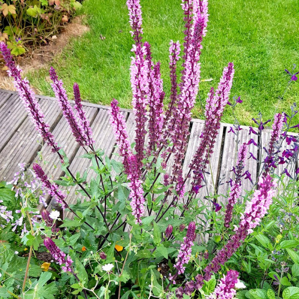 Buy Salvia Caradonna Inspiration Pink Plants Online - Garden Plants & Bushes