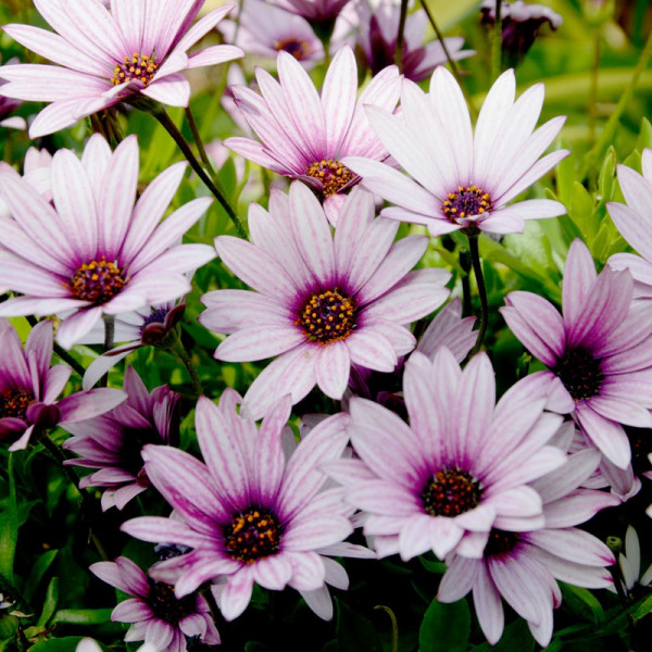 Buy Osteospermum Sennen Sunrise Plants Online - Green plants & flowering plants