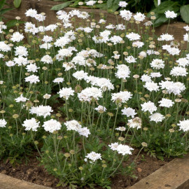 Scabiosa Flutter Pure White Plant