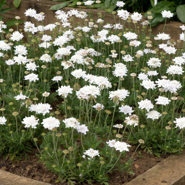 Buy Scabiosa Flutter Pure White Online - Green plants & flowering plants