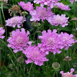 Scabiosa Flutter Deep Pink