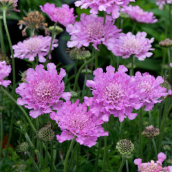 Scabiosa Plants Flutter Rose Pink