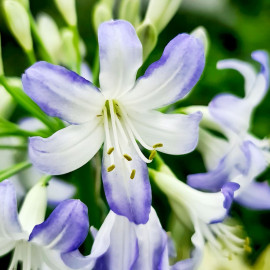 Agapanthus Sea Breeze