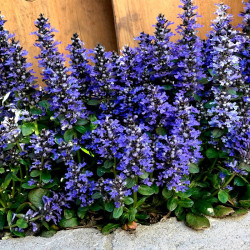 Ajuga Rep. Blueberry Muffin