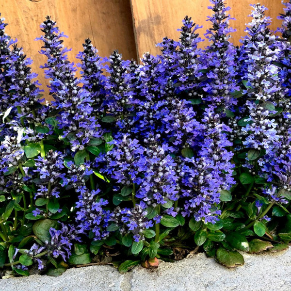 Buy Ajuga rep. Blueberry Muffin Online - Green plants & flowering plants