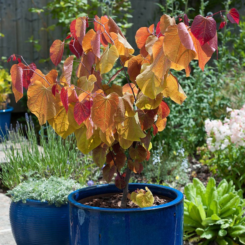 Buy Cercis Plant Eternal Flame Online Garden Plants & Bushes