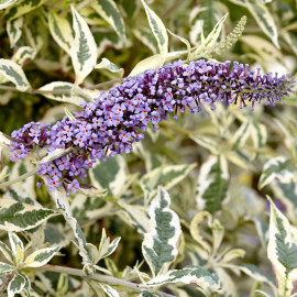 Buddleja butterfly Gold