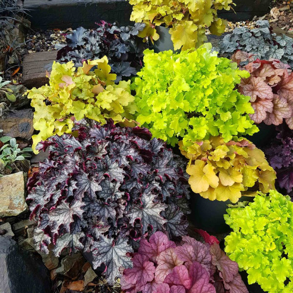 Buy Heuchera Collection Online - Garden Plants & Bushes