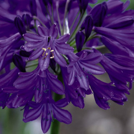 Agapanthus Northern Star Patio