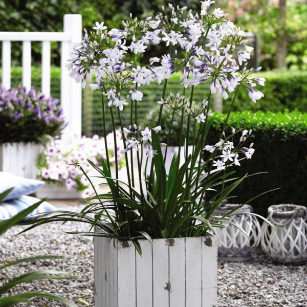 Buy Agapanthus Twister Online - Garden Plants & Bushes Buy Agapanthus Twister Online - Garden Plants & Bushes