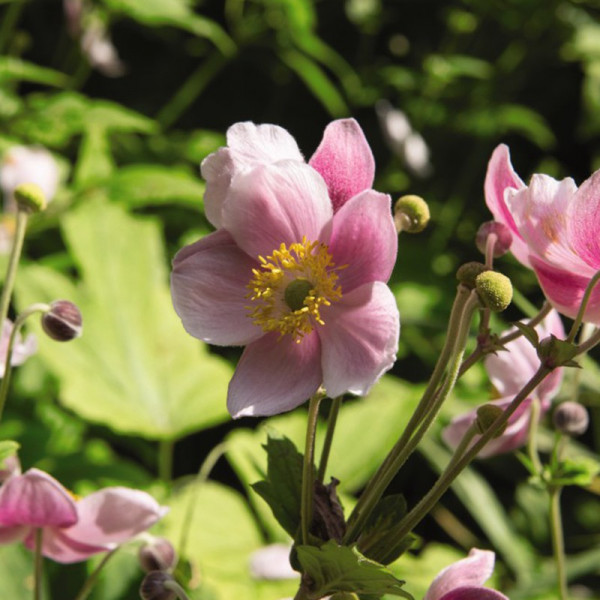 Buy Anemone September Charm Online - Garden Plants & Bushes