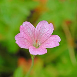 Geranium Oxonianum Wargrave Pink