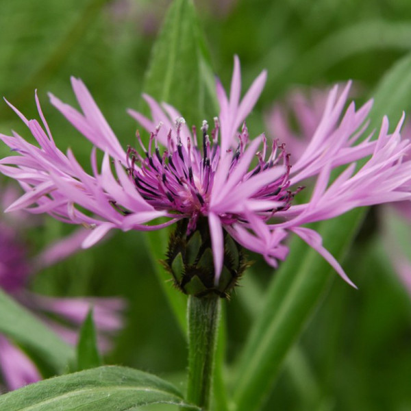Buy Centaurea montana Online - Garden Plants & Bushes