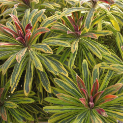Euphorbia Ascot Rainbow