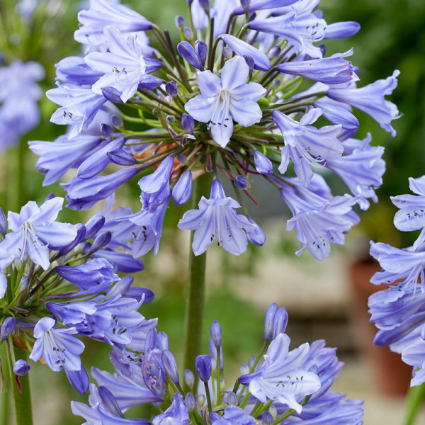 Buy Agapanthus Patio Pot Duo Online - Garden Plants & Bushes