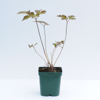 Buy House Terrace Plants Online Today Find House Terrace Plants deals Online - Keep your garden happy with Egardener Online