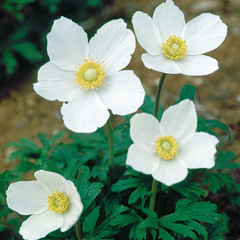 Anemone Sylvestris