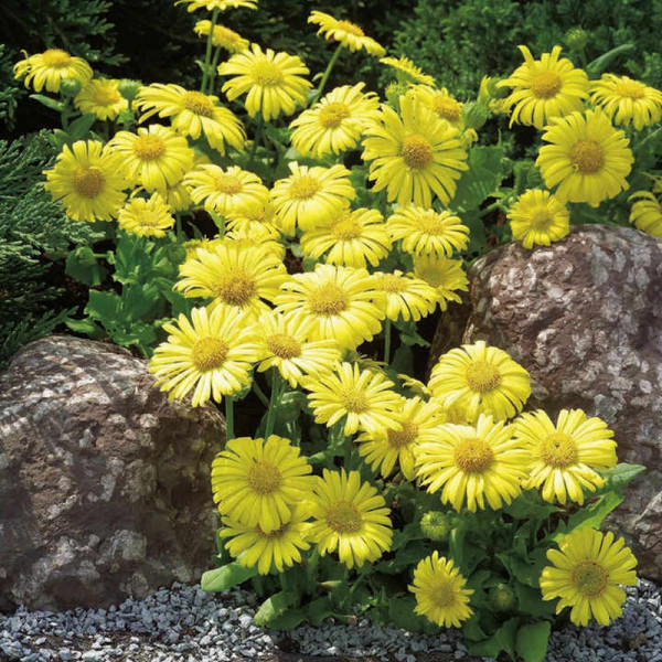 Buy Doronicum Plants Little Leo Online - Garden Plants & Bushes