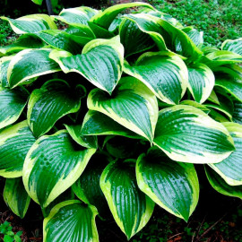 Hosta Queen Josephine Plant