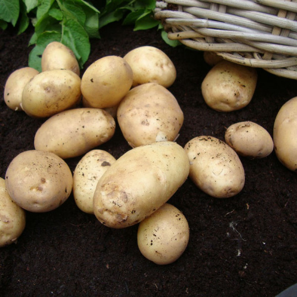Buy Seed Potatoes Home Guard (First Early) Online - Green plants & flowering plants