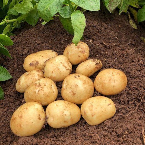 Buy Seed Potatoes Acoustic (Maincrop) Online - Green plants & flowering plants
