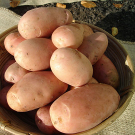 Seed Potatoes Stemster (maincrop)