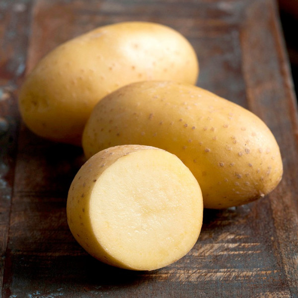 Buy Potato Plants Adessa Online - Green plants & flowering plants Buy Potato Plants Adessa Online - Green plants & flowering plants