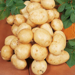 Seed Potatoes Carlingford 1kg
