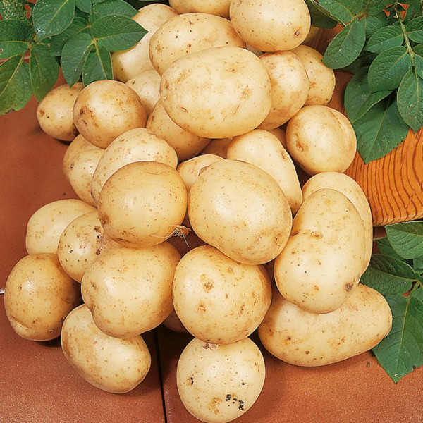 Buy Seed Potatoes Carlingford 1kg Online - Green plants & flowering plants