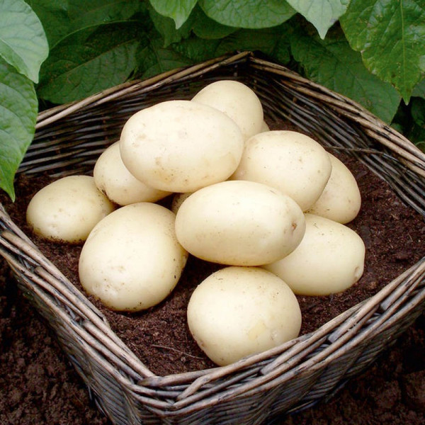 Buy Seed Potatoes Casablanca 1kg Online - Green plants & flowering plants
