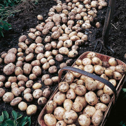 Seed Potatoes Foremost 1kg