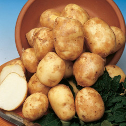 Seed Potatoes Pentland Javelin 1kg